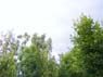 DSCF1753