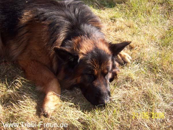 niederdorf 20080621 164601_1
